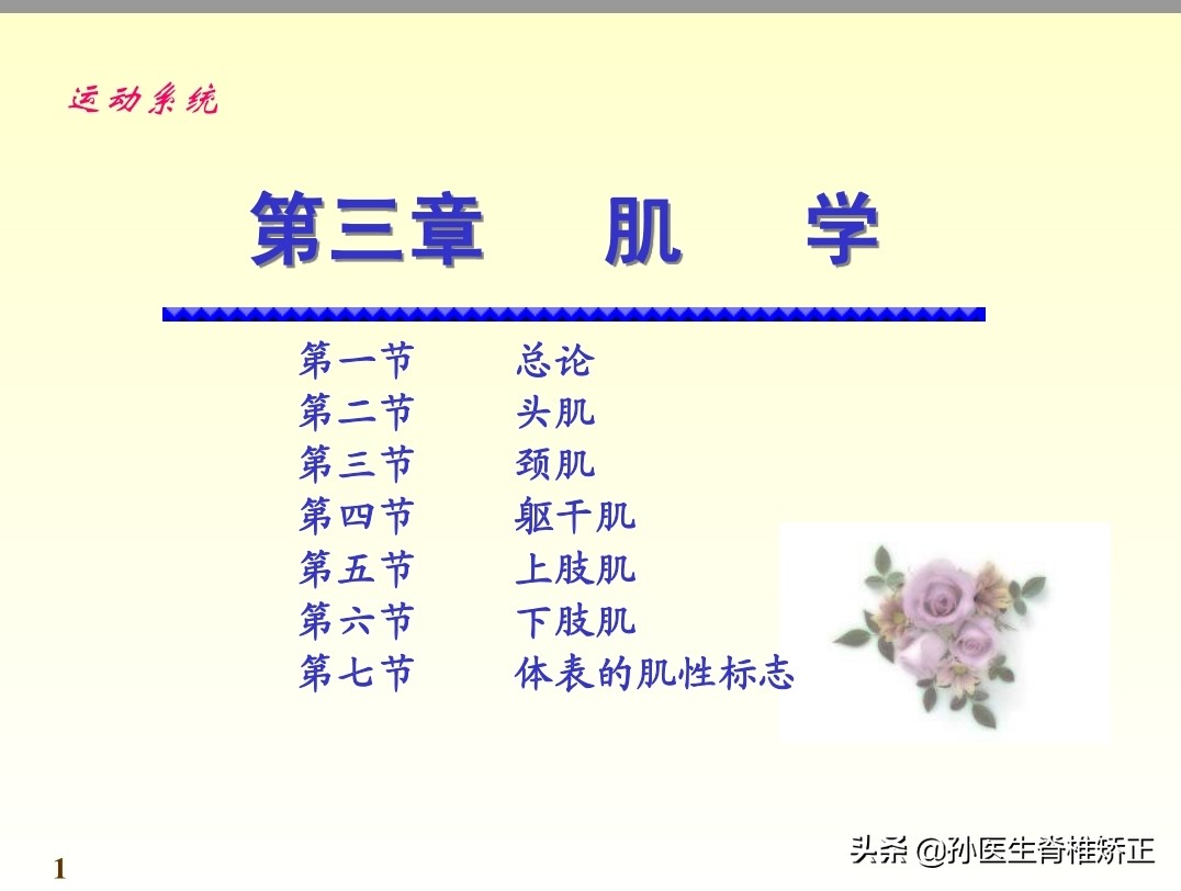 系统解剖学骨学ppt课件,解剖学基本知识ppt课件