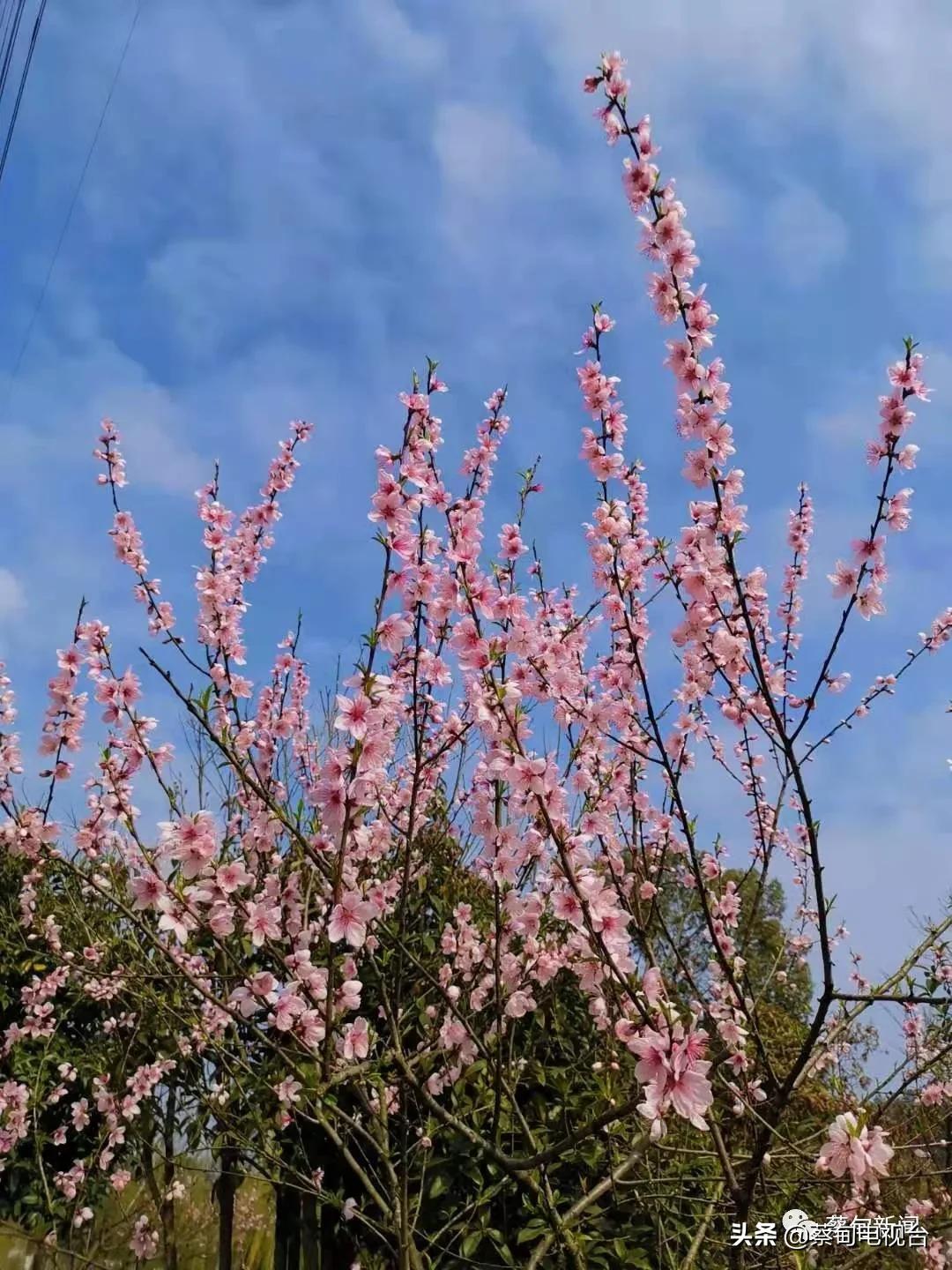桃之夭夭!来武汉蔡甸世外桃源,许你万株桃花