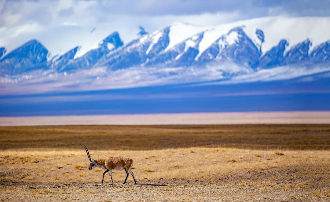 青海最值得去的11个网红景点,青海人间仙境美如画