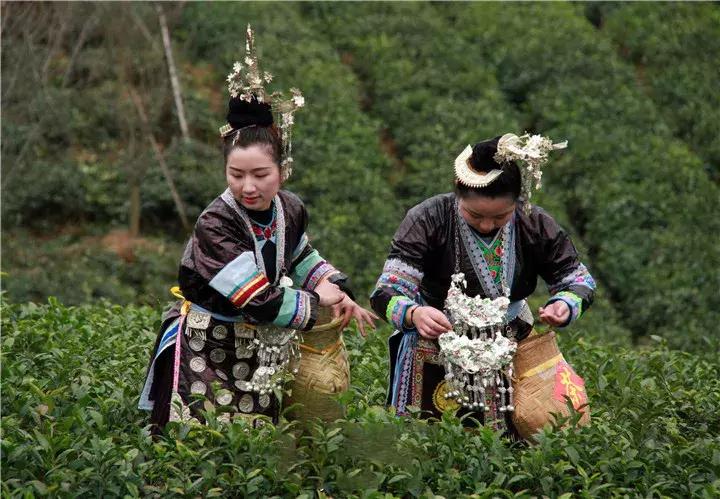 贵州绿色农产品何以风行天下？从毕节一颗萝卜出口迪拜的跨国之旅说起~