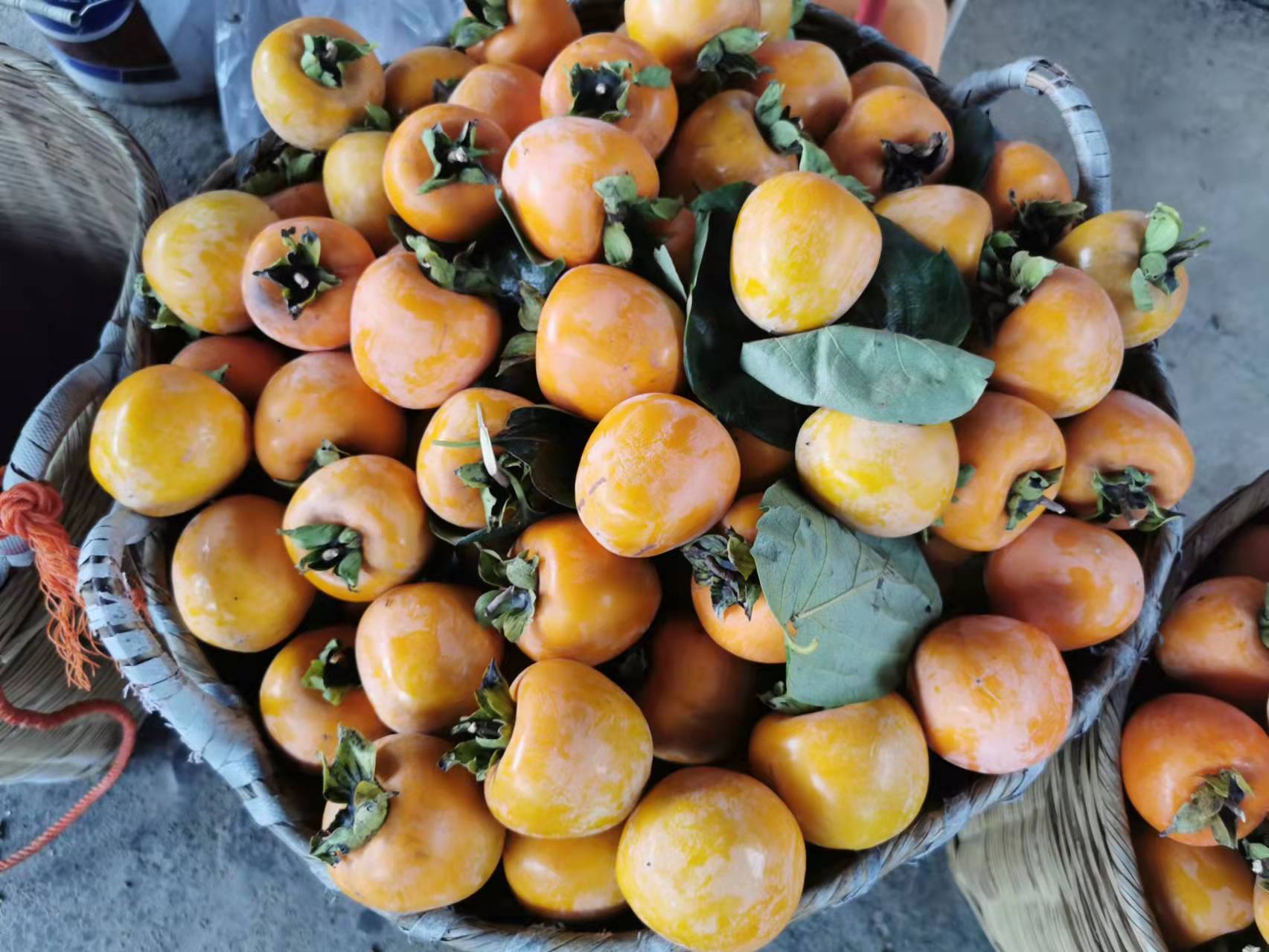 稻花飘香，柿柿如意——从化上罗村秋日拾趣