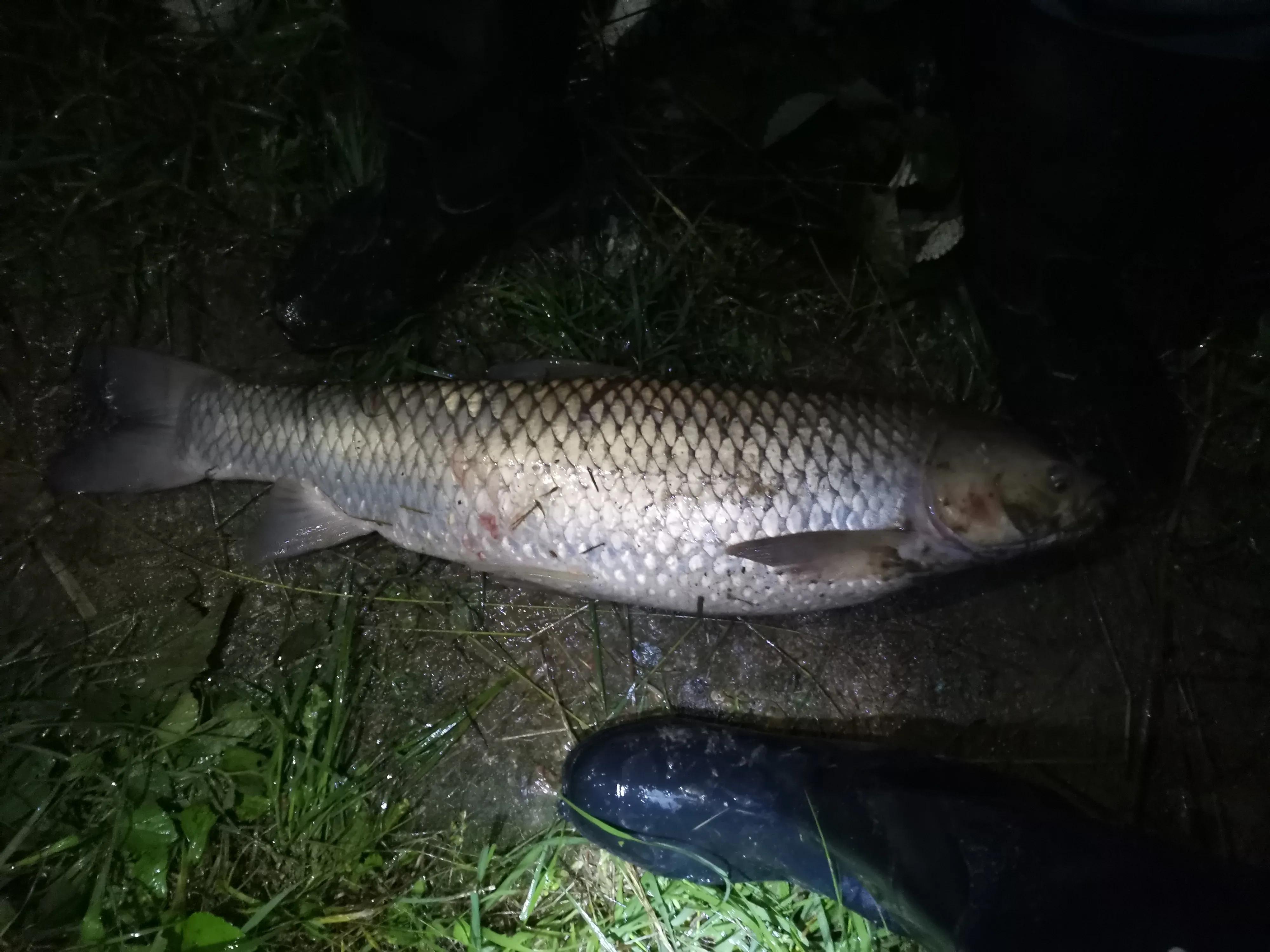 从20块钱的鱼竿开始入坑,购买鱼竿的十大坑