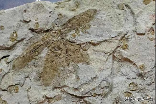 全屋蟑螂防治怎么做,蟑螂防治最有效的处理方式是