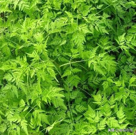 农村身边常见中草药不要错过这些宝贝！