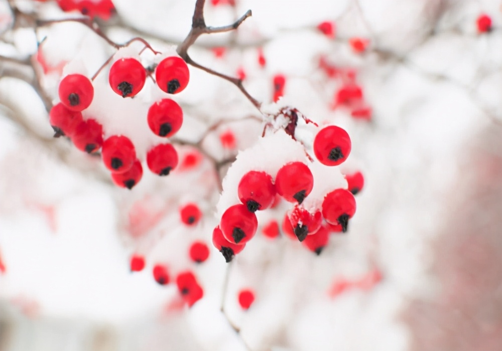 描写瑞雪兆丰年诗句集锦,瑞雪兆丰年的唯美诗句有哪些