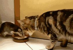 养猫就是抓老鼠吗,还有多少人养猫是为了抓老鼠的