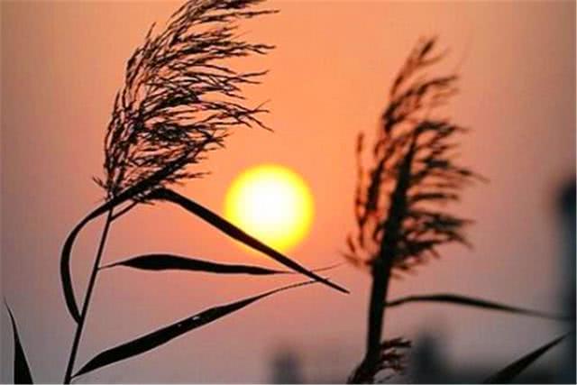 老而不死是为贼上一句是什么意思,老而不死是为贼原话怎么说