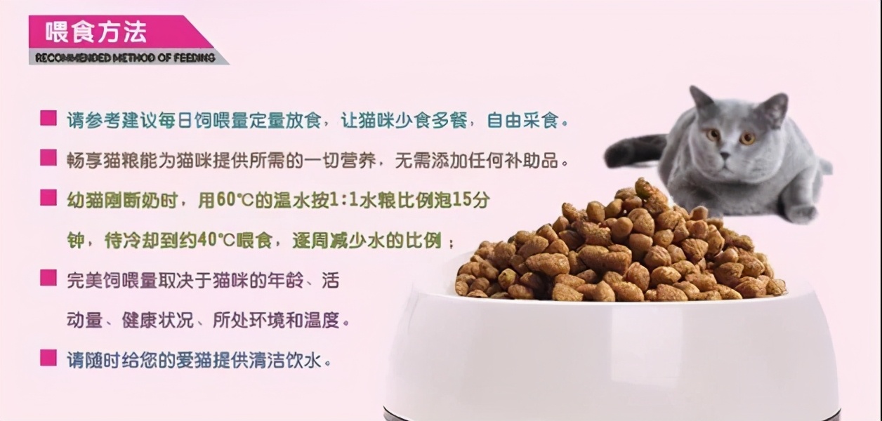 当猫咪患了绝症,当猫咪生病能有多依赖你