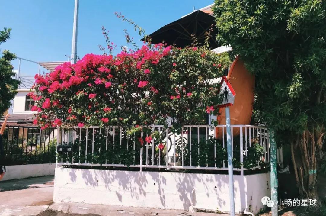 喜宝被老头打后续,喜宝喜欢石澳岛吗