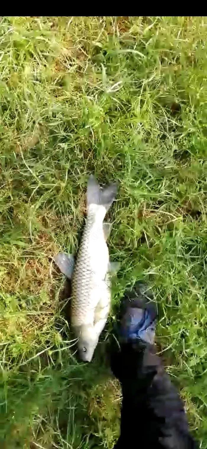 探钓废旧鱼塘之断竿,一波三折