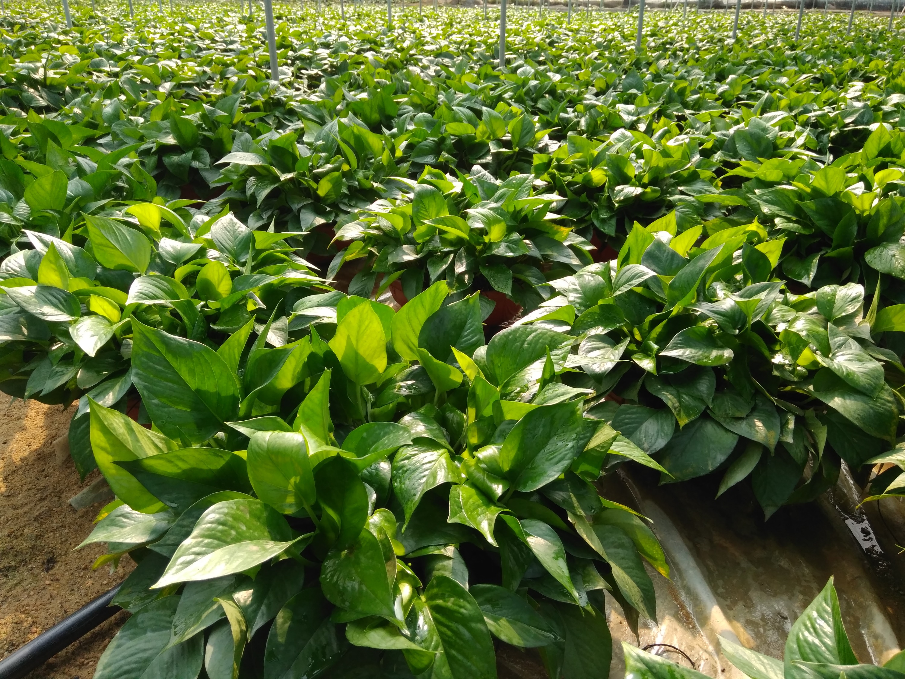 绿萝盆栽叶子发黄快速补救方法,绿萝盆栽的叶子发黄怎么办