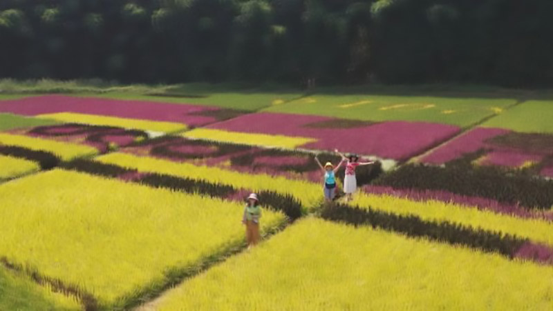 90后放弃城市打工回农村种果园,90后放弃百万收入