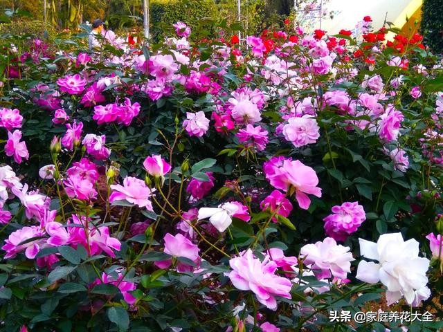 月季叶片斑点,月季叶片发红发黄