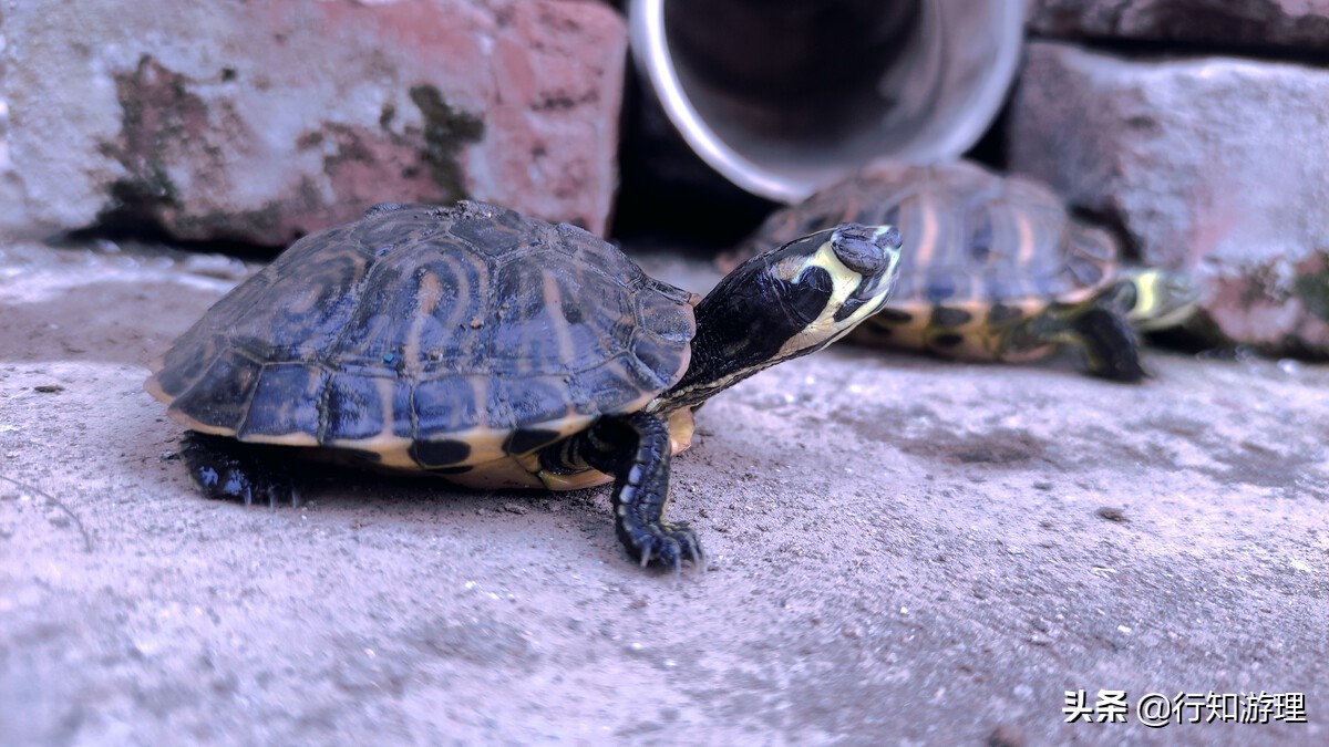 「共63题」强国争上游答题中的“动物世界”专题（最全辨析）