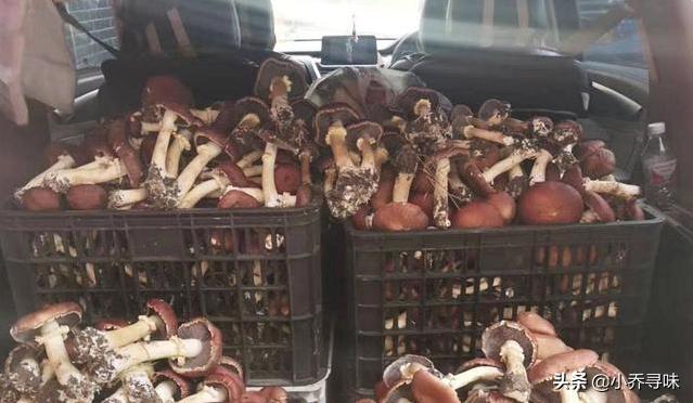 它和赤松共生，商家大力炒作，如今35元1斤，很多人拿来煲汤