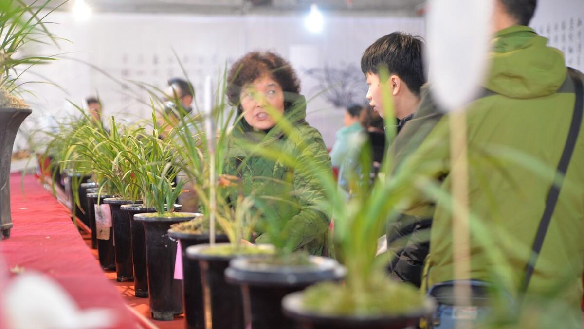 农村乡下种植的兰花,农业种植致富项目兰花