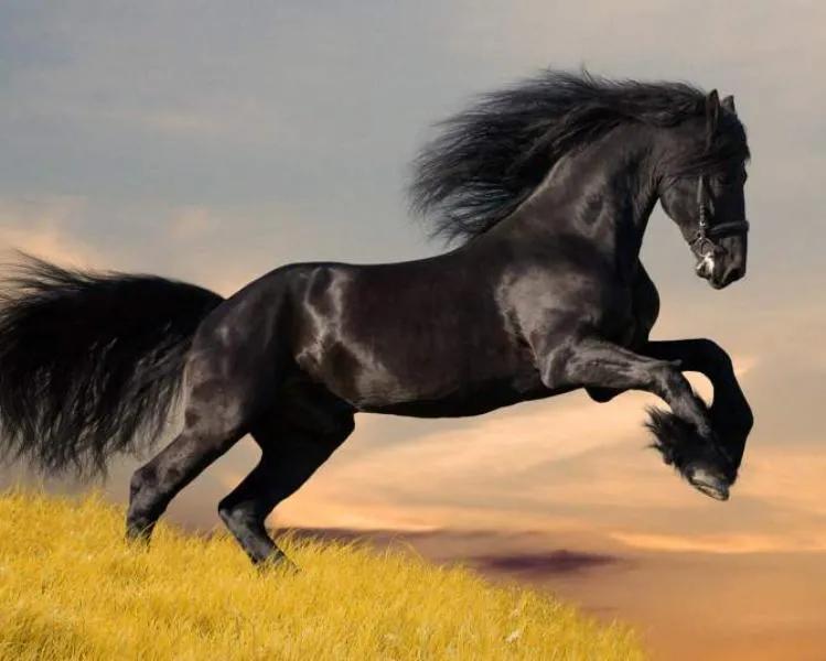 我喜欢飞马的原因