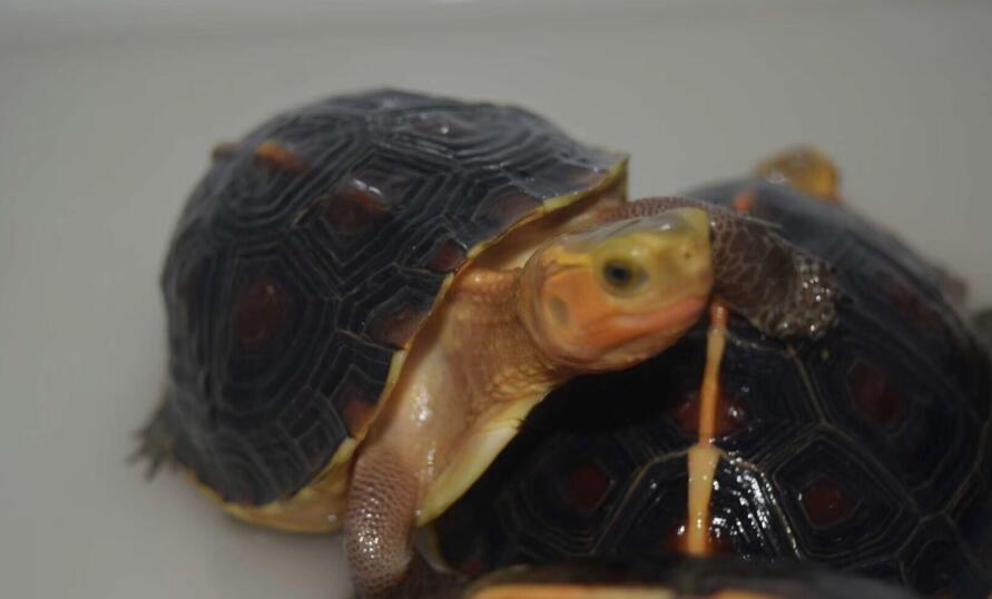 天气突然变冷可以给龟龟喂食吗,喂龟的胡萝卜要煮熟吗