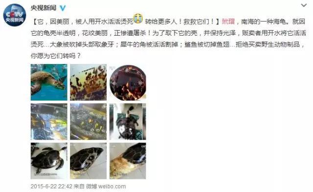 玳瑁被处死,玳瑁为什么被砍头