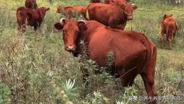 适合生产雪花牛肉的中国牛品种,夏洛莱和黑白花牛杂交是啥品种