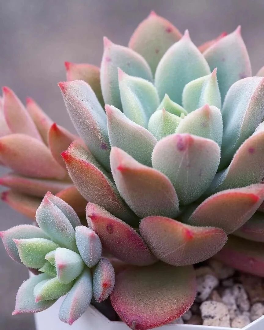 刚买的带盆多肉怎么处理,原盆原土的多肉回来怎么上盆