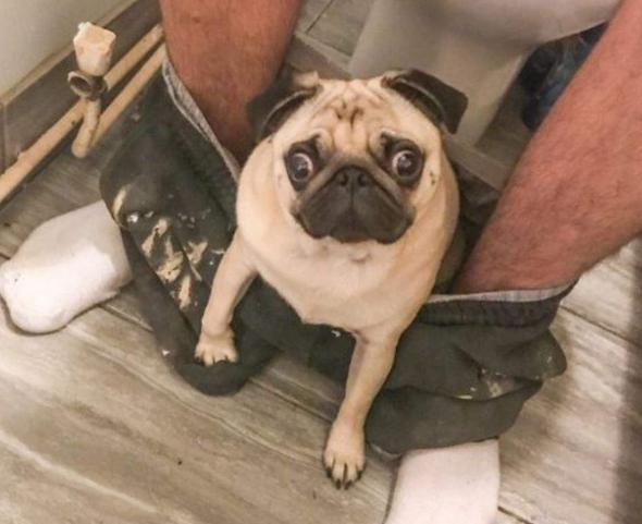 饲养巴哥犬,饲养巴哥利润