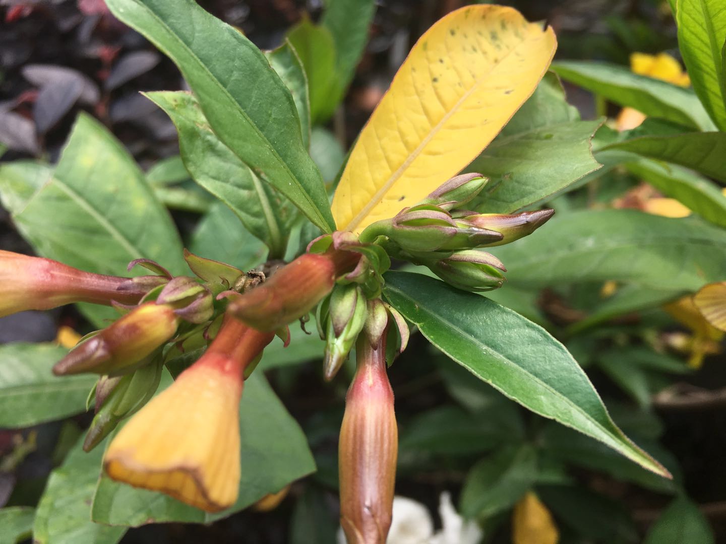 黄蝉十分清新亮丽,如何养护才能美观、花多呢?我们来看看