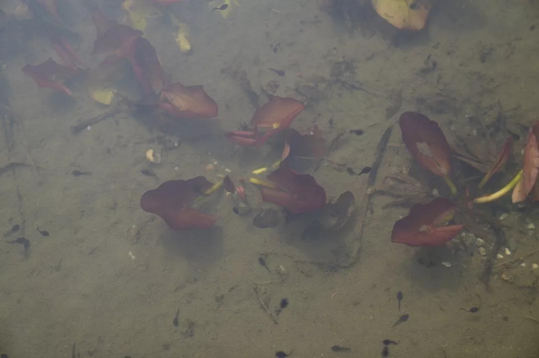 建一座完全不打药的生态花园，所有生命在这里和谐共处，值得收藏