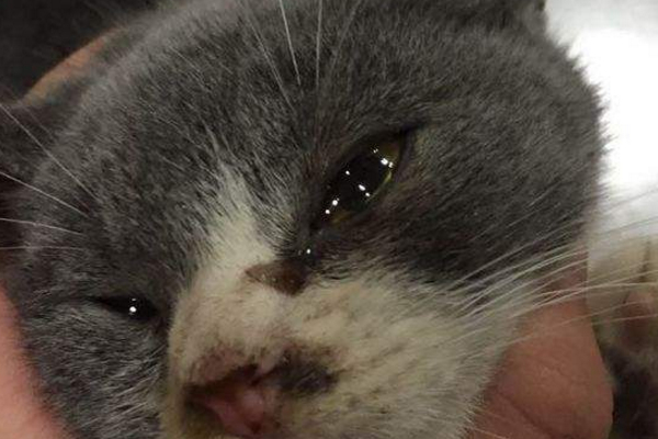 猫咪开始流眼泪,千万别忽视,根据不同情况对应治疗!