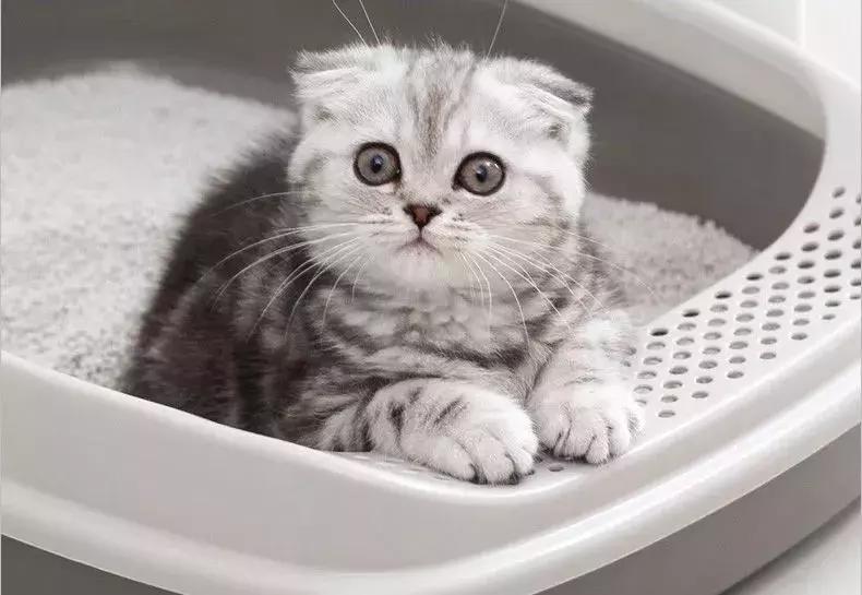 猫咪又尿黄又尿血,猫咪又吐又拉又尿怎么回事