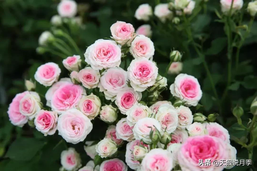 美得如此高端大气上档次,美得如此的高雅