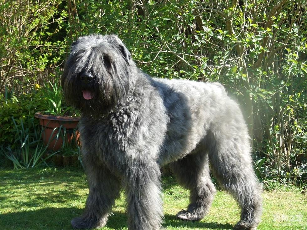 最齐全的狗狗品种介绍及图片,带你了解一下常见狗狗的品种