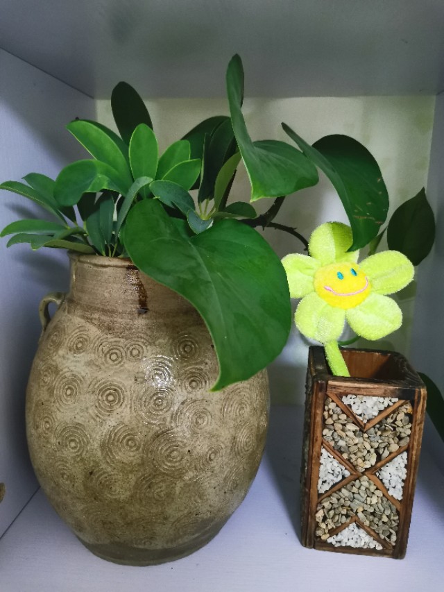 云南香格里拉的优质松茸,云南香格里拉德钦松茸