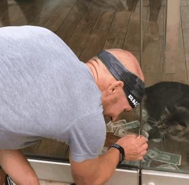 你家猫是招财猫吗,招财猫为什么要叫做招财猫