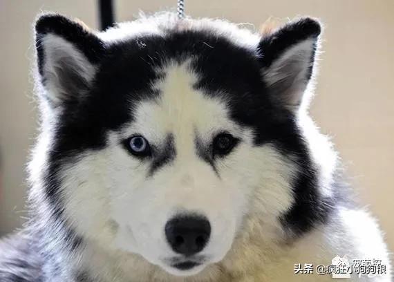 公哈士奇和母哈士奇性格区别,哈士奇的特性有哪些