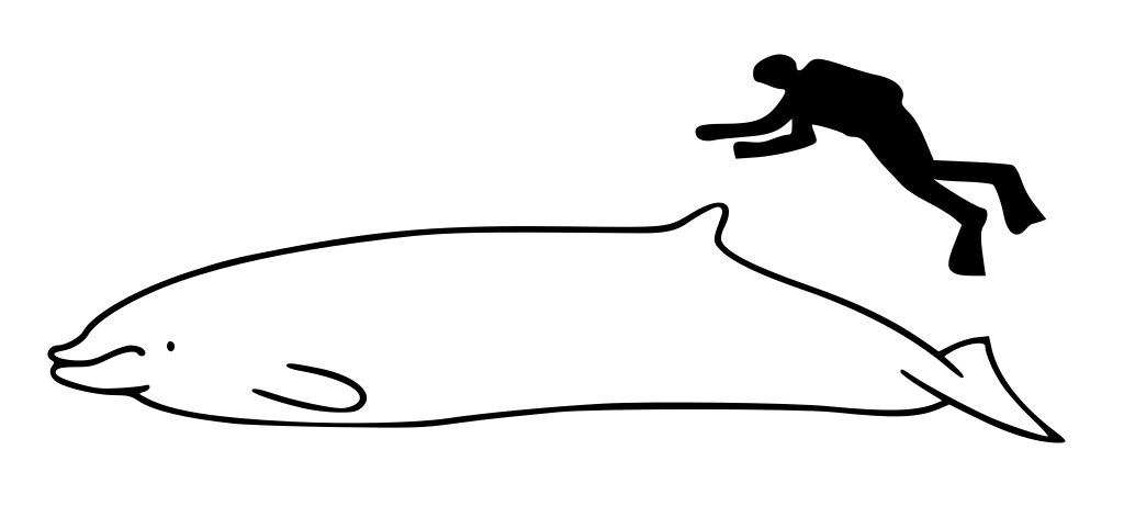 为什么海龟下潜心跳会变慢,海龟为什么能水下憋气10个小时