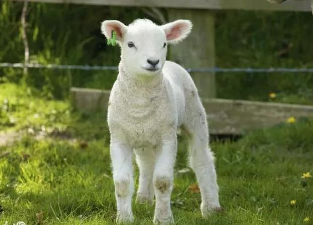 羊都腿瘸是什么病,羊走路一瘸一拐是什么病