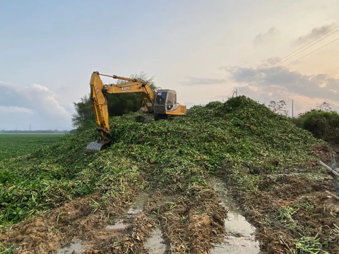 对水浮莲开战阳春清漂任务84万平方米,每天至少清漂8万平方米