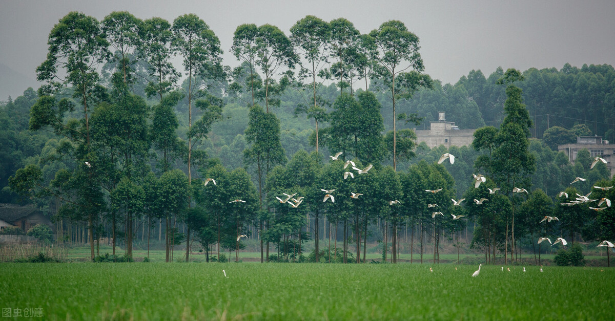 广西桉树产量全世界第一,广西最多种桉树前十名地方