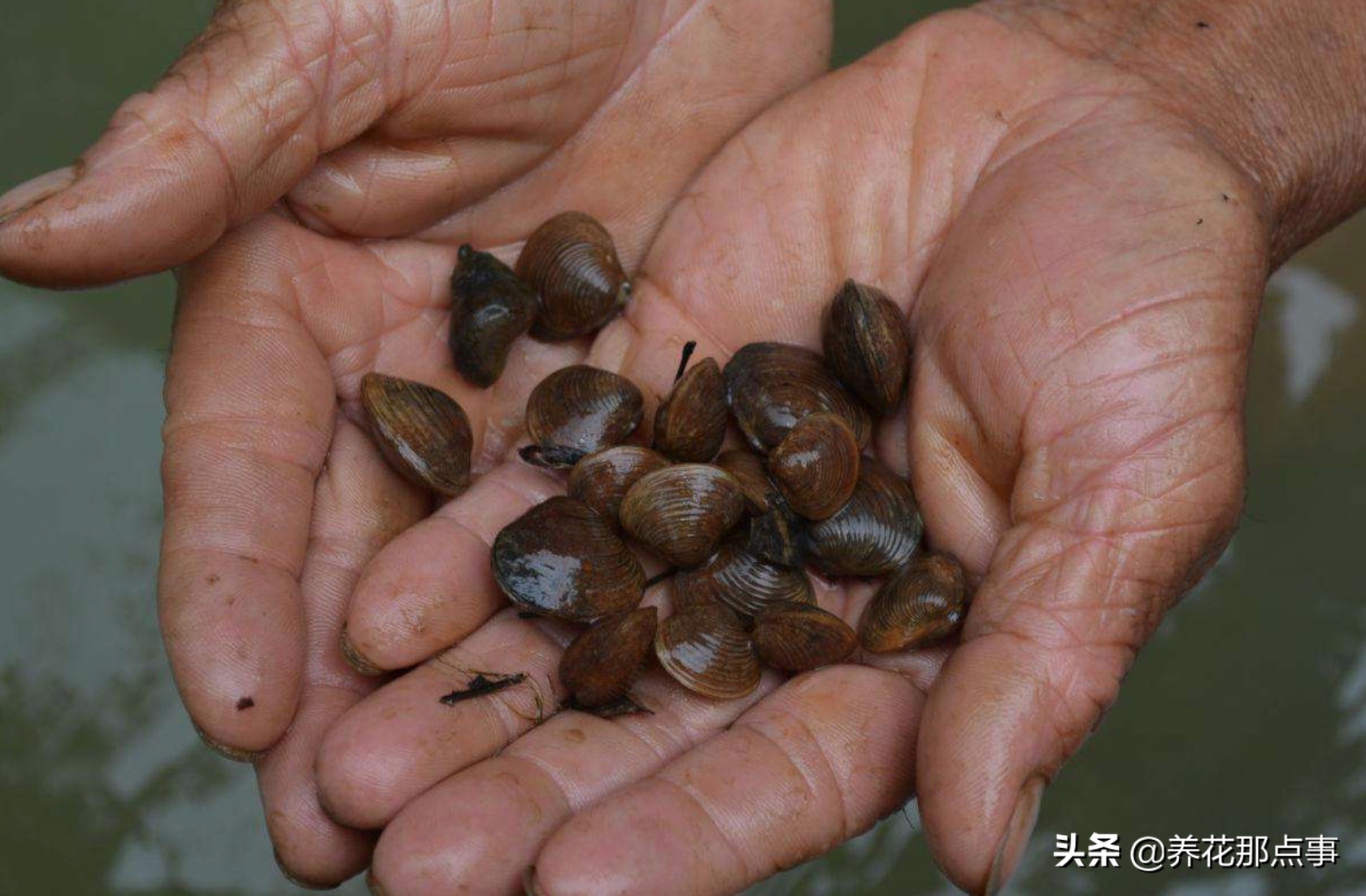 鱼缸里丢田螺,鱼缸里蚬子就剩壳了