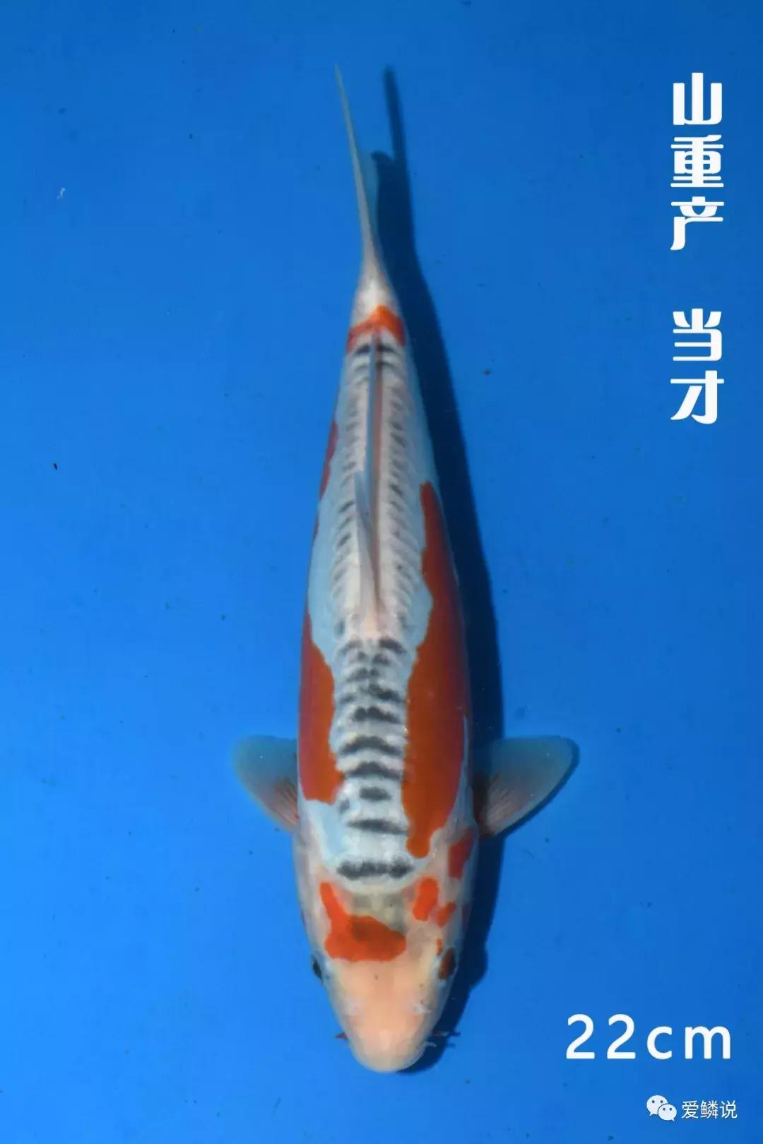 全场八折优惠活动正在火爆进行中,锦鲤网上商城