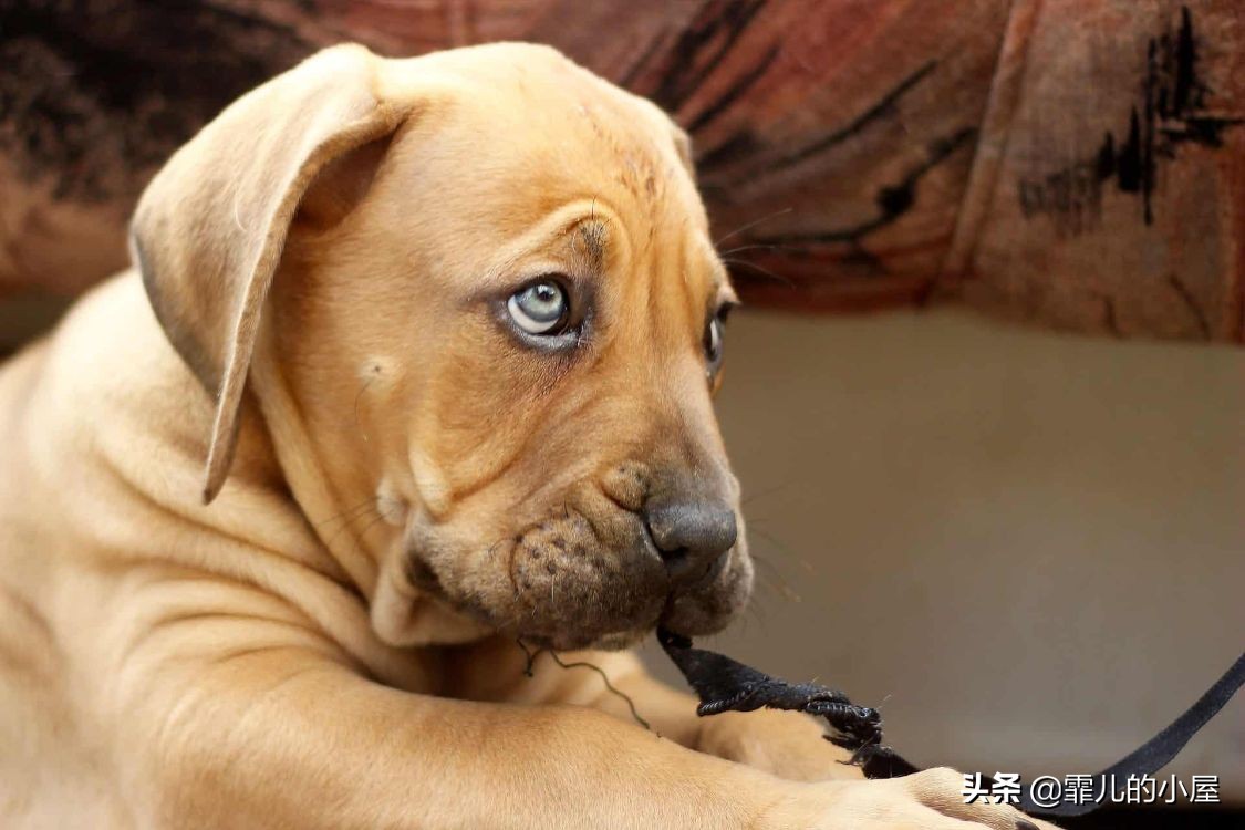 世界上最强悍的獒犬,世界十大獒犬排行榜