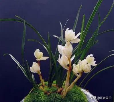 为什么兰花被称为国兰,为什么兰花又叫国兰