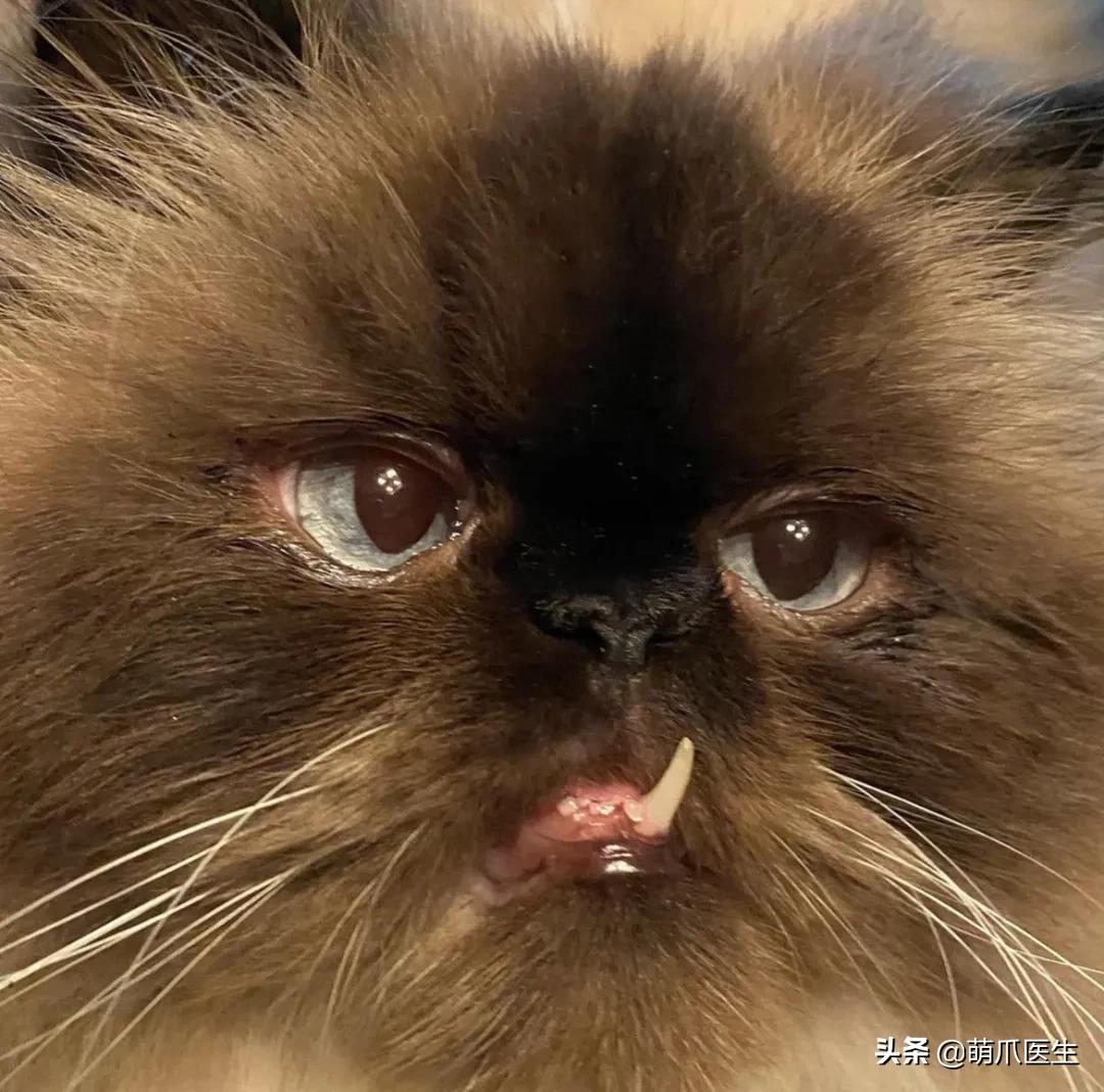 当一只猫有了脸,当一只猫长成了狗的样子