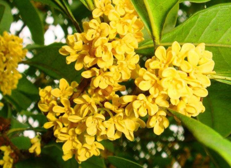 芳香扑鼻的桂花怎么养,芳香扑鼻的桂花咋样