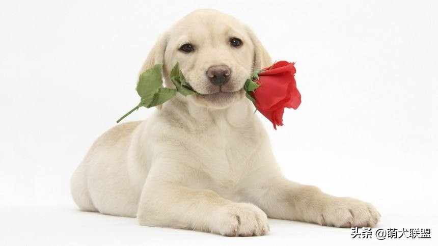 拉布拉多犬和边牧犬哪个比较好,拉布拉多犬多少钱一只比较合适