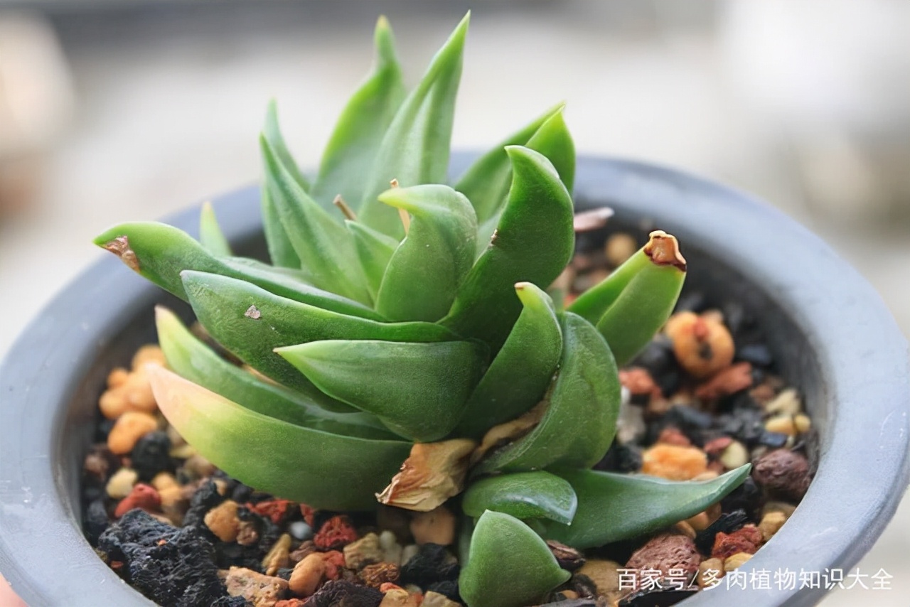 多肉条纹十二卷的养护方法,条纹十二卷多肉如何快速爆盆