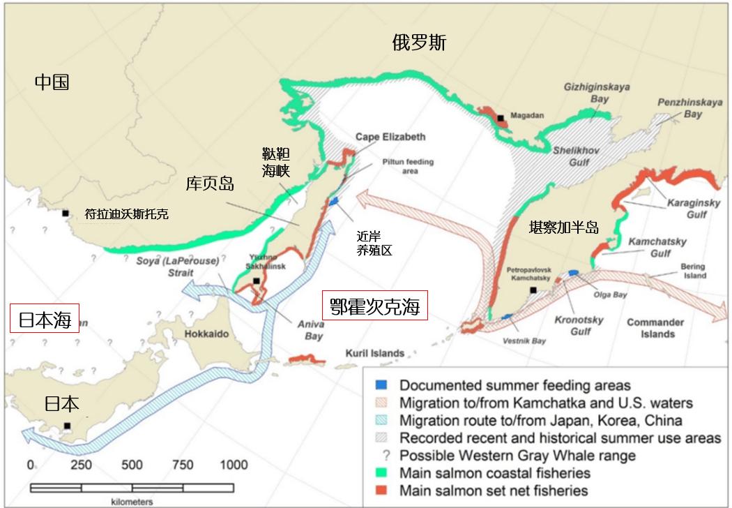 绕开中国工厂，运送1000多个集装箱，俄罗斯凭什么吃定明太鱼？