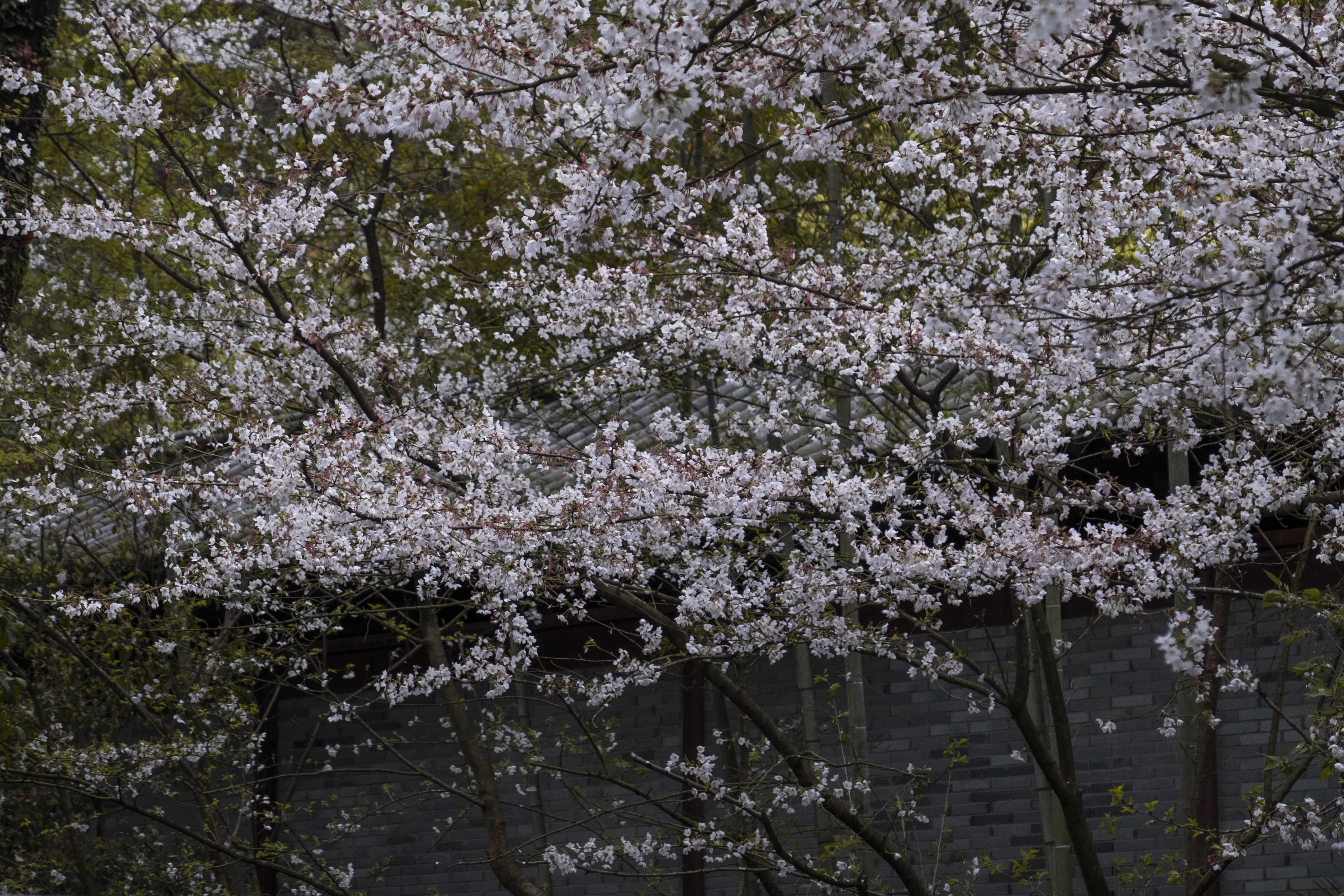 西湖龙井春茶季,龙井茶西湖明前春茶