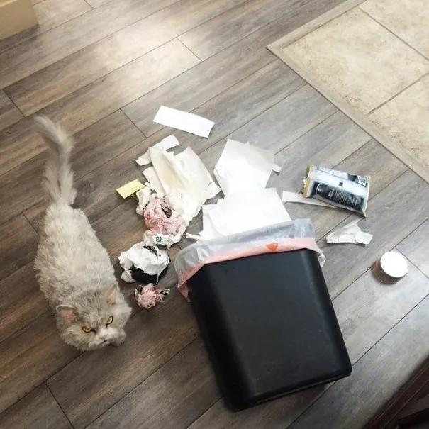 养一只很凶的小流浪猫,养一只性格差的猫